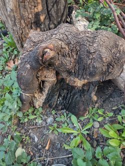 Large Natural Wood Burl Log
