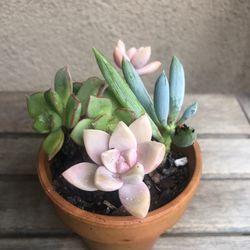 Succulent Arrangement In Clay Pot