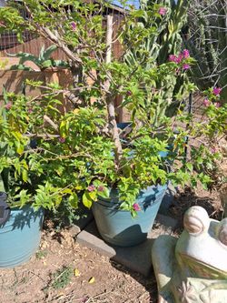Bougainvillea