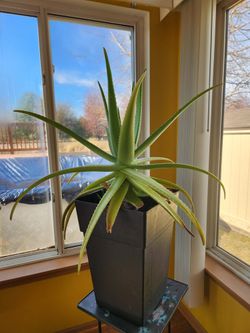 Aloe Plants (All Sizes Available)