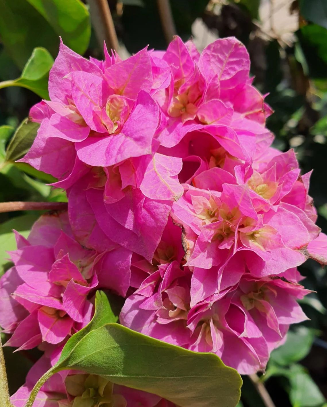 Pink Double Flower Bougainvilleas 🪴🌸