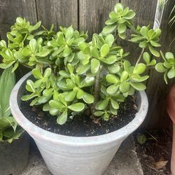 Jade plant