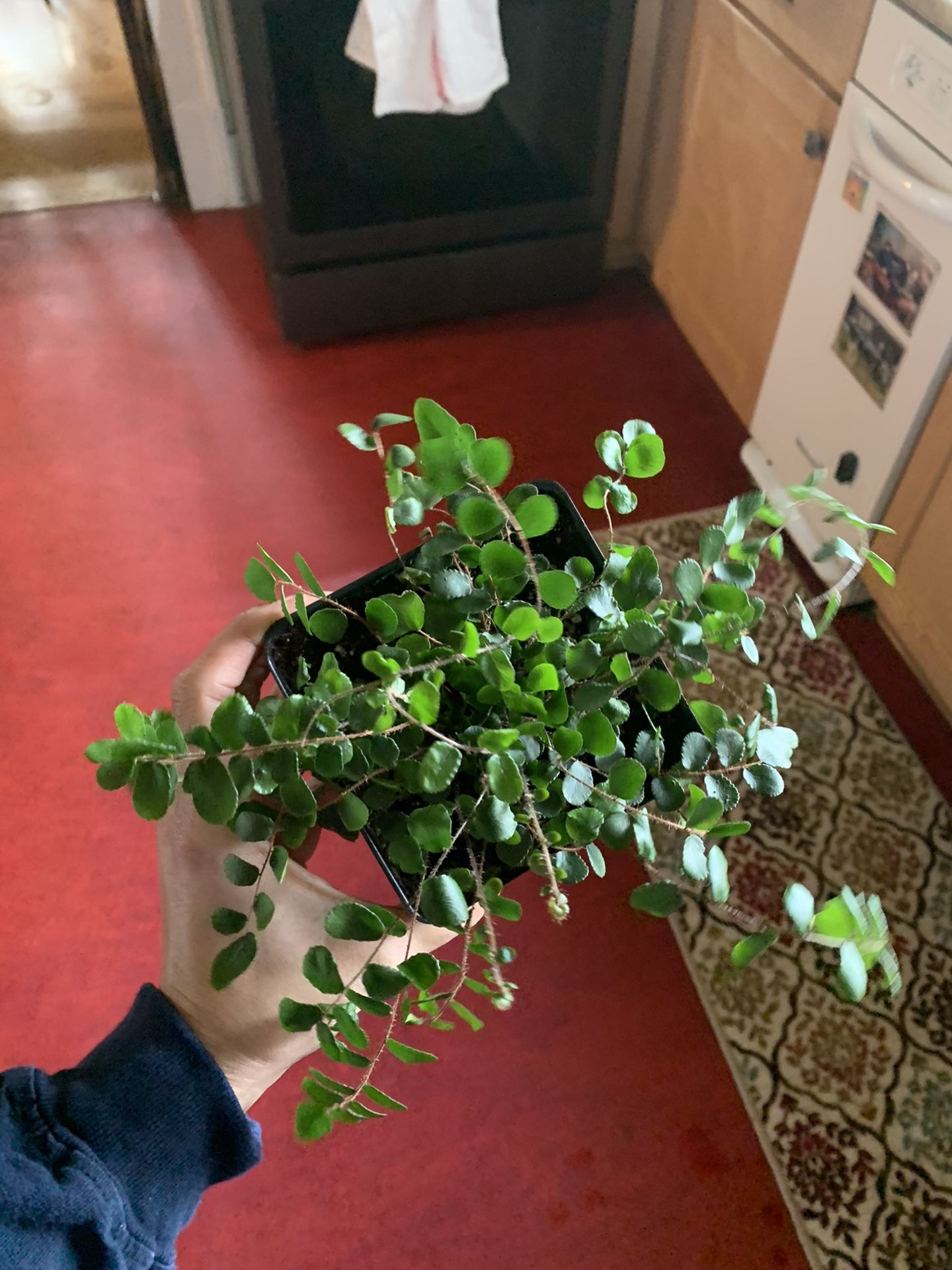 Indoor Fern