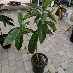 Loquat Tree For Sale