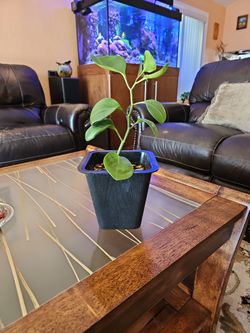 Indoor Plant