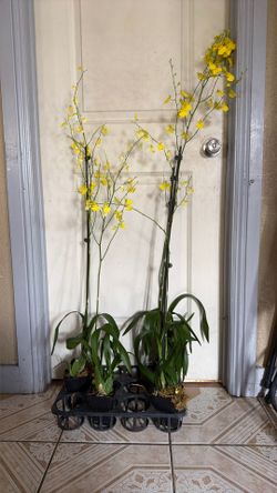 Orchids lemon drop