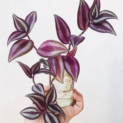 Lush Tradescantia Zebrina Purple Stripe Plant/ House Plant/ Indoor Plant/ Flower Patio Garden 