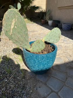 Prickly Pear Red Flowering Will Get Big