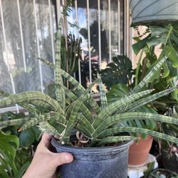 ‘African spear’  Sansevieria 