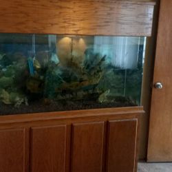 Large Aquarium (Fish Tank) 100+ Gallons 