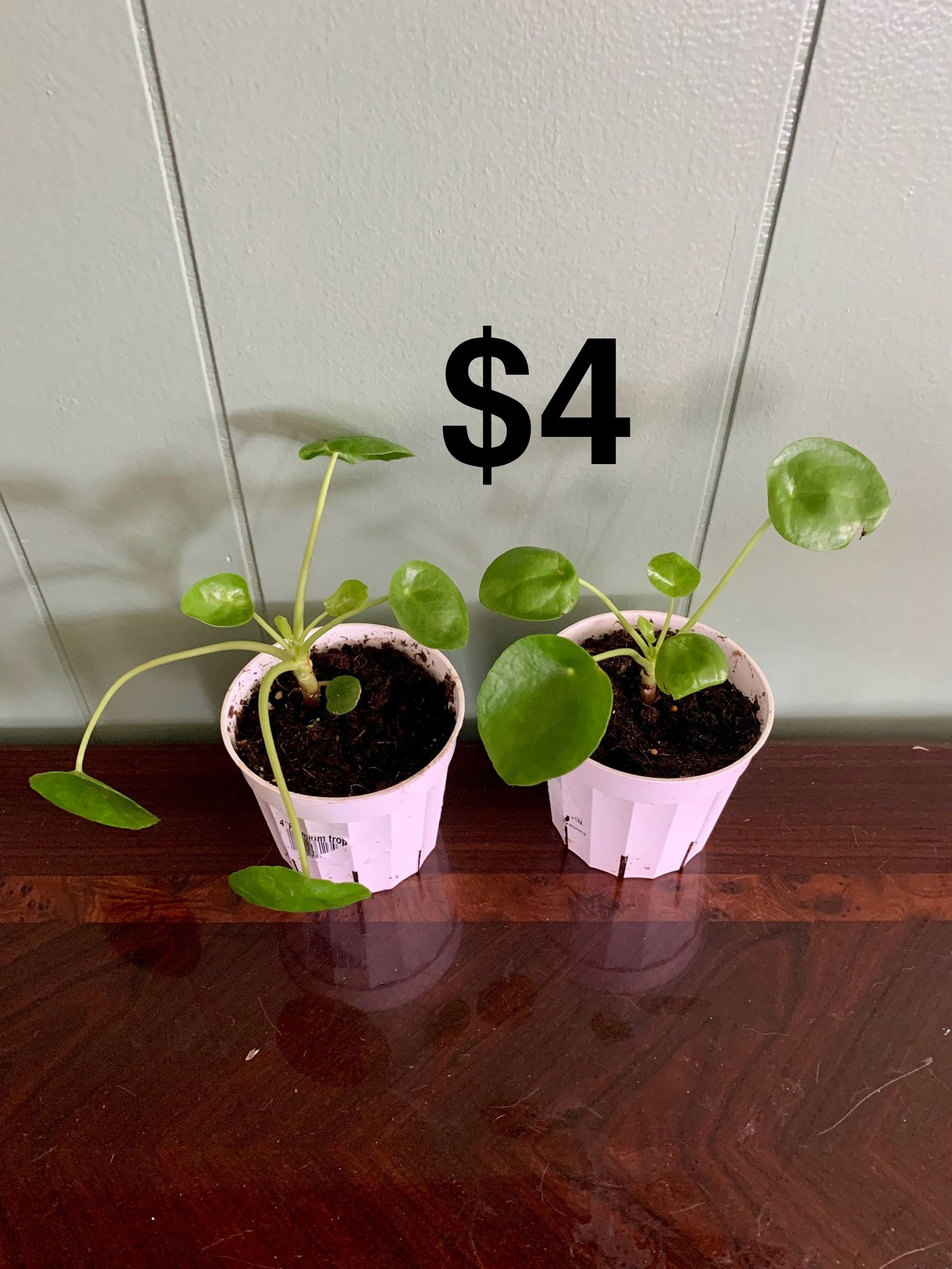 Chinese Money Plants