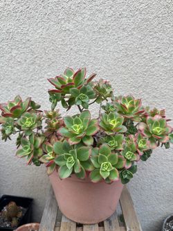 Aeonium Succulent in Plastic Pot
