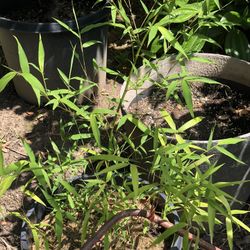 Bamboo Plants 