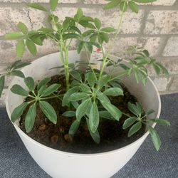 Plant  nice!  Please !