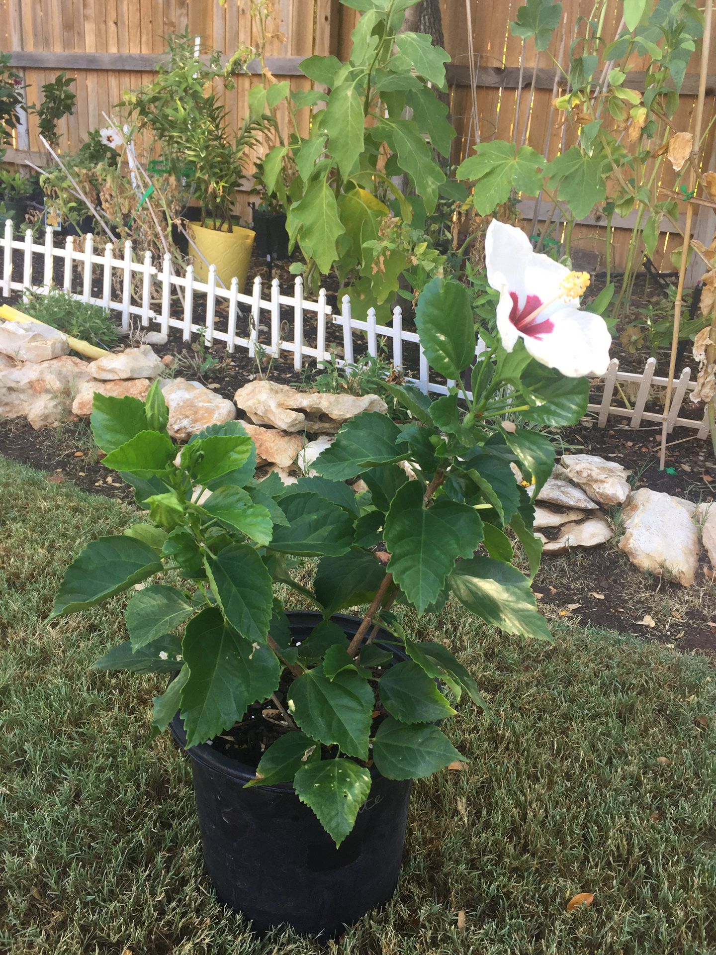 Beautiful white red eye winged hibiscus live plant