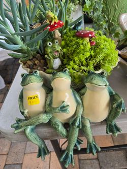 Mr Froggy, succulent garden