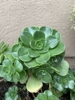 Beautiful flower succulents