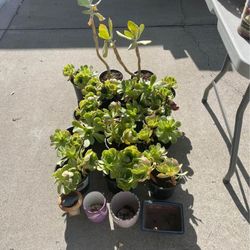 Succulents ~ $5 a pot