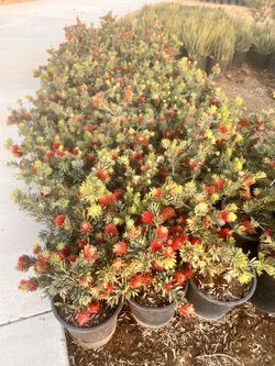 Ready pot plants