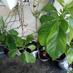Plants Avocado