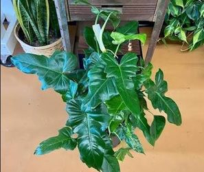 Rare Aroid Philodendron Golden Dragon variegated plant/ indoor plant/ house plant/ flower patio garden starter