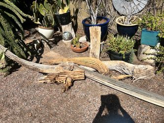 Dried Saguaro Cactus