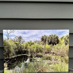 Jungle Pic