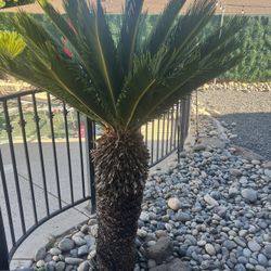 Sago Palm