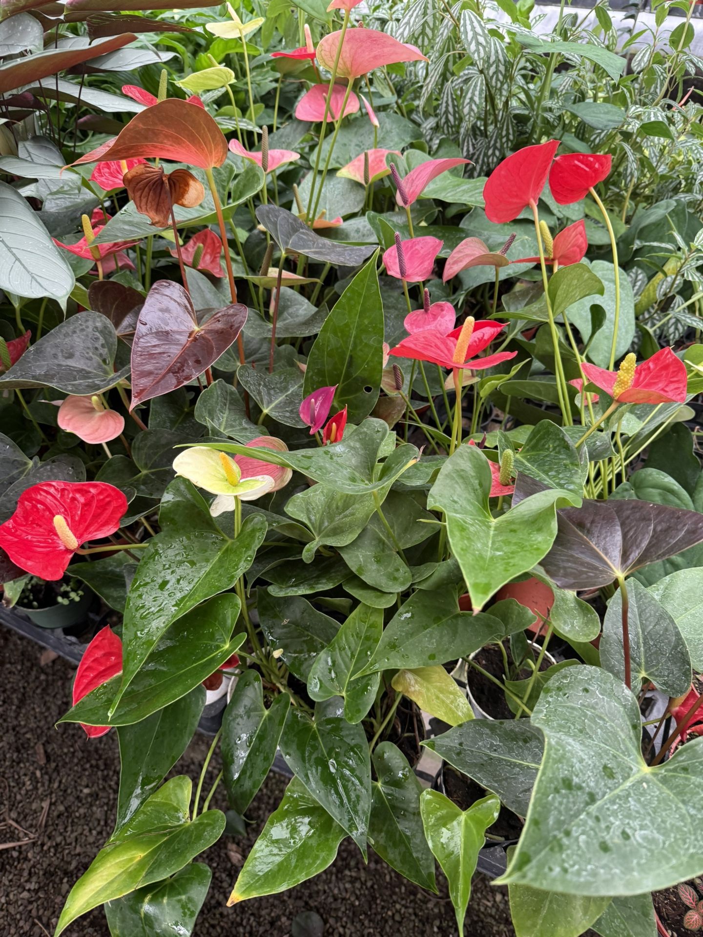 Riverside Greenhouse