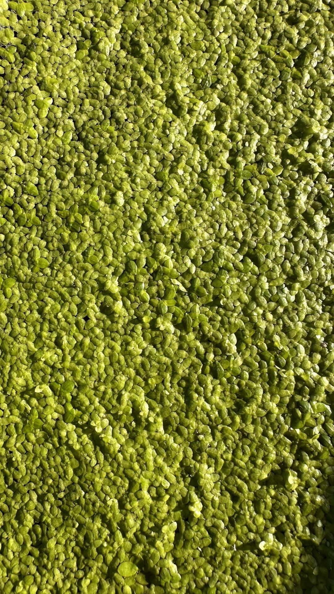Duckweed Aquatic Floating Plant