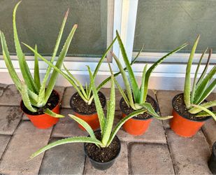 Aloe Vera:  10 - 12 inch tall