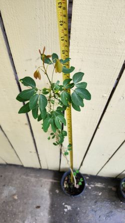 Arbolitos de guamucil $25 cada uno ( vea las fotos para saber el tamaño por favor 🙏🏾  )