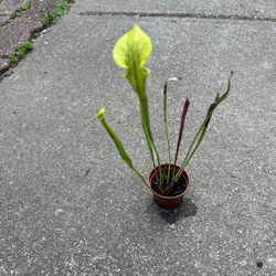 Carnivorous Plants Pitcher Plant