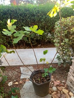 Plants with pots