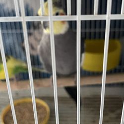 Bird Cage/jaula De Pájaro 