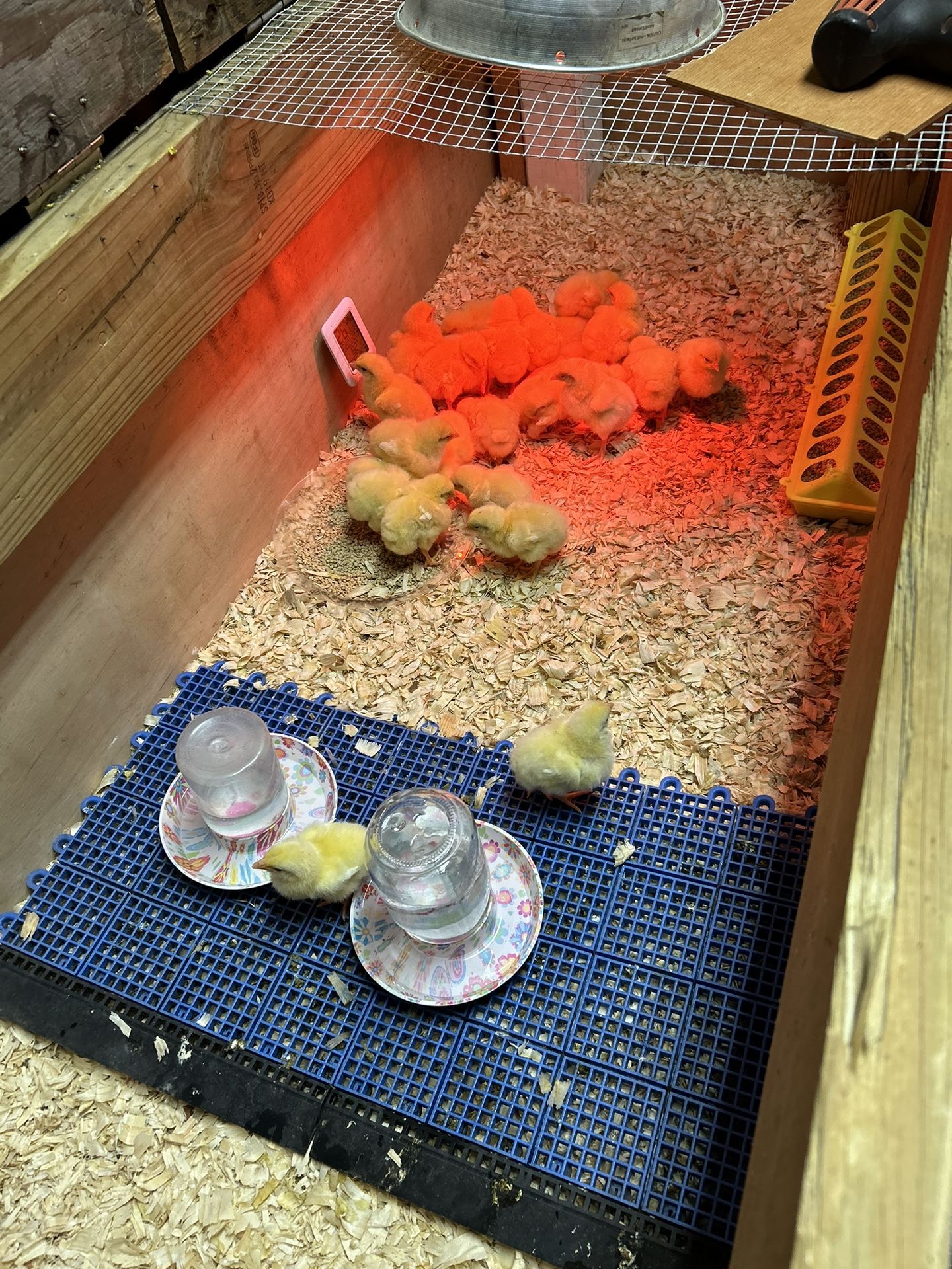 Chicks &chicken Custom Coops & Supply