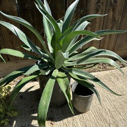 Agave 