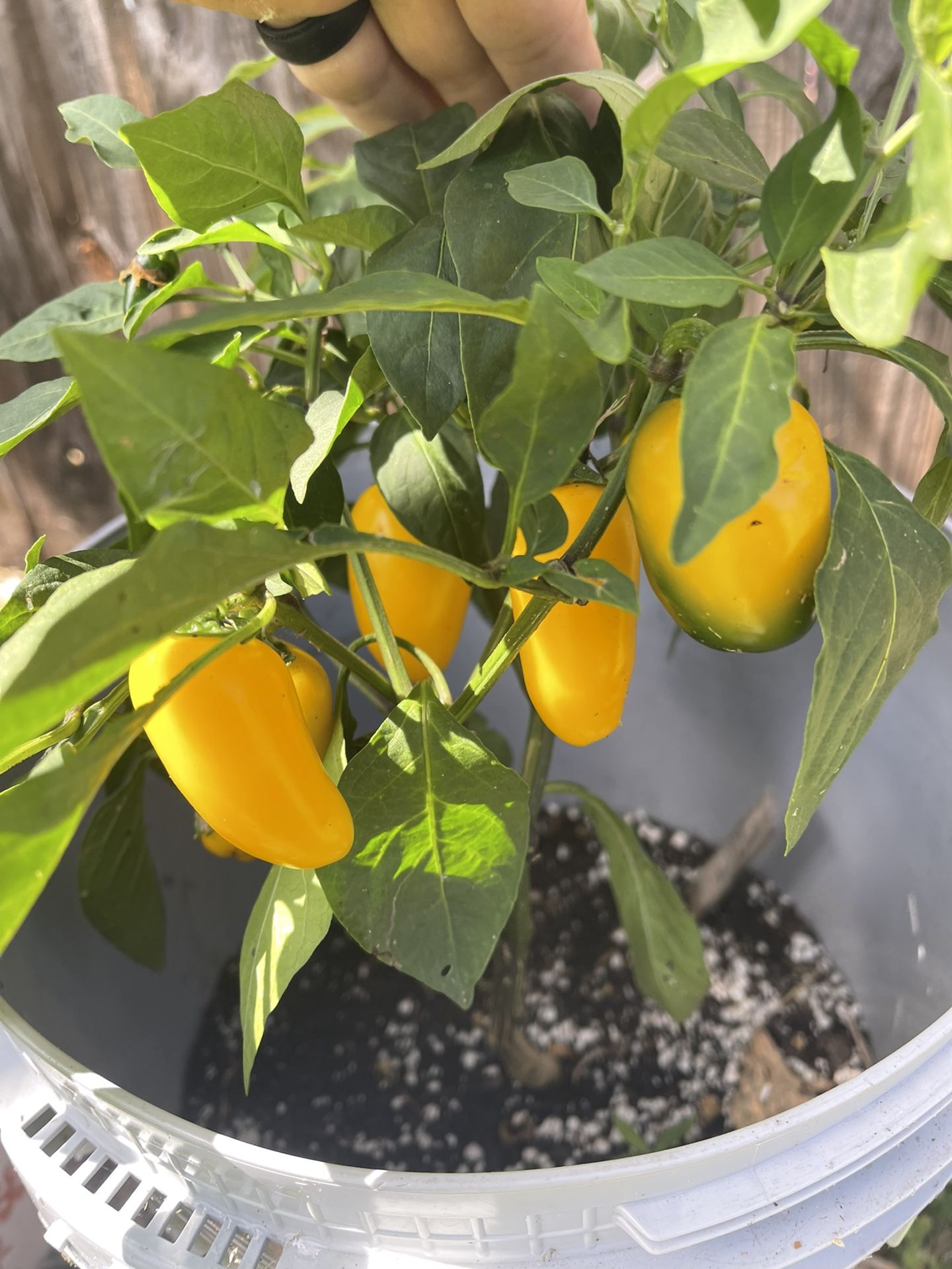 Lemon Spice Jalapeño Plants