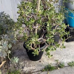 Jade tree