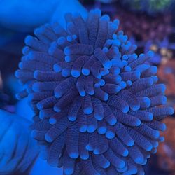 Indo Torch Coral Purple With Blue Tip Single Heads