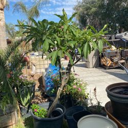 Plumeria