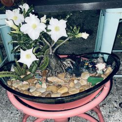 Desert Roses Catus Gardens And Lots Of Garden Items For Sale