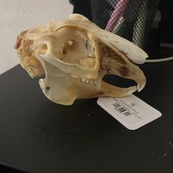 Real Jackrabbit Skull Oddity 4 Inch