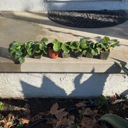 Strawberry plants 