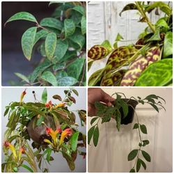 Black Pagoda Lipstick Plant | Flowering House Plant