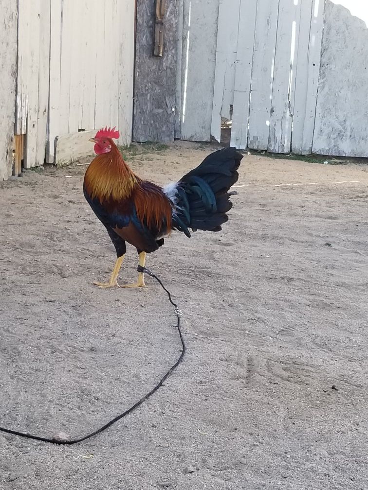 Gamefowl for Sale in Hesperia, CA OfferUp