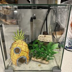 Fish Tank + Decor