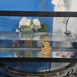 20 Gallon Fish Tank