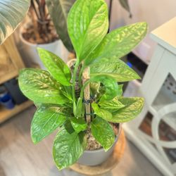 Monstera Karstenianum "Peru" Indoor Houseplant In Ceramic Pot 