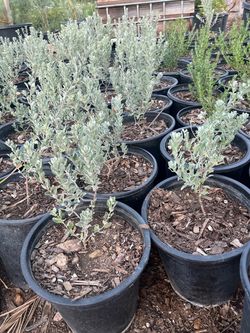 Texas sage